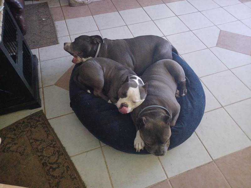 Lulu, Abby, Sam and Diesel,  Blue is not included