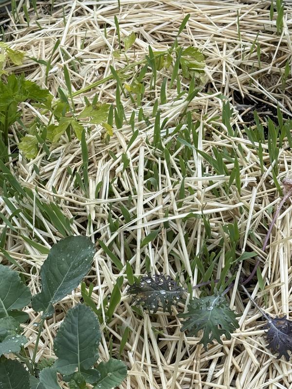Just a small portion of my garden bed with many seed sprouts.