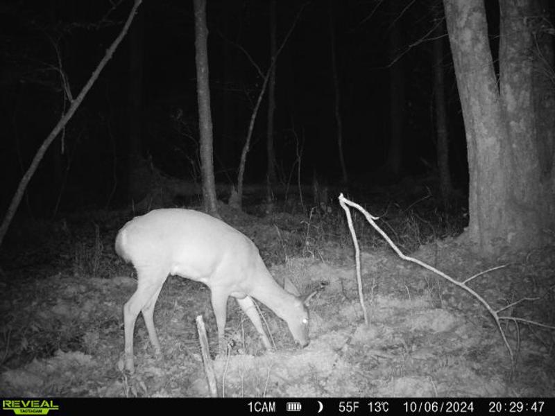 Doe at another property checking the scrape and smelling Code Red urine.