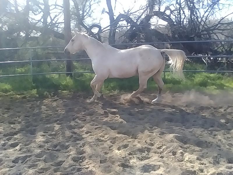 My horse's hoof health is improving. Plus, his fur!