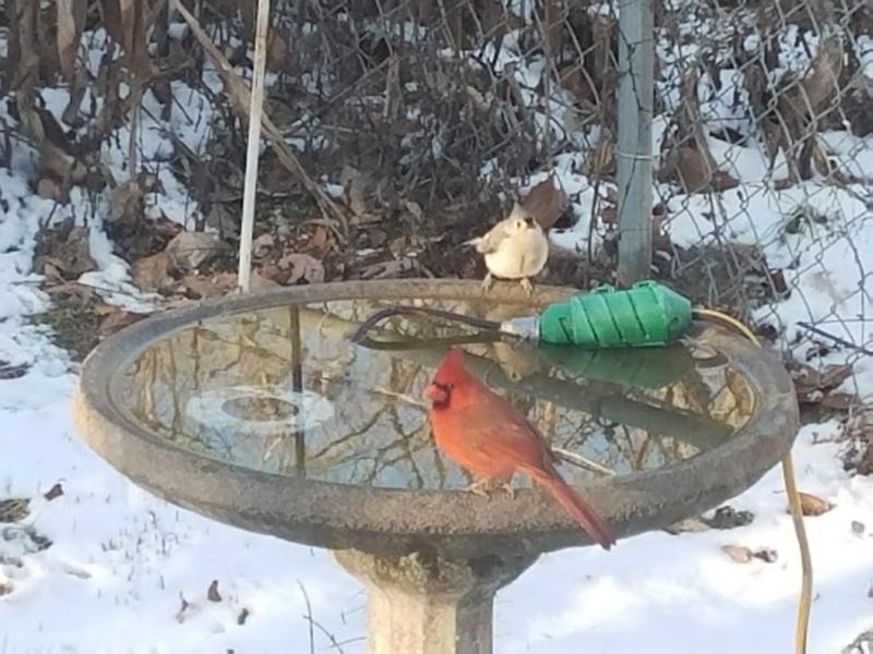 Birds enjoying their fresh water in the middle of winter
