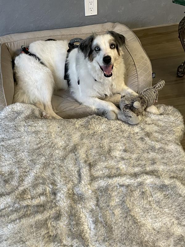 She needs a harness to help her with her back legs as of now.