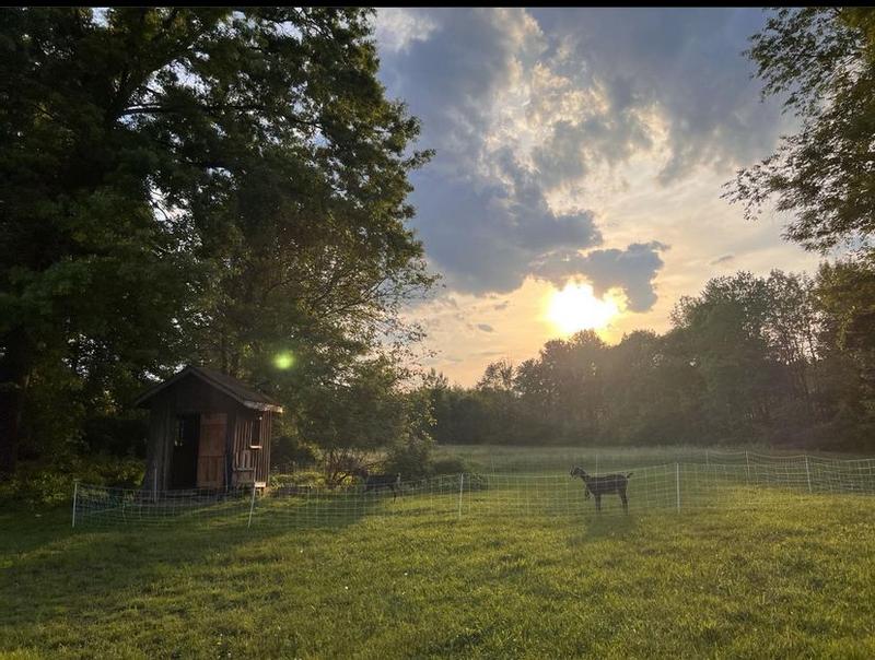 Happy Goats