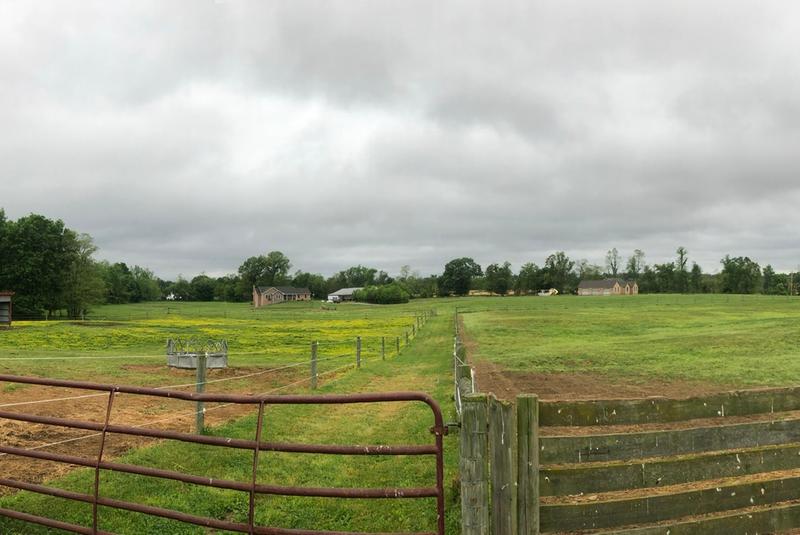 Field on the left has not been treated.  Field to the right was two days after treatment. It started with as many or more buttercups and weeds.