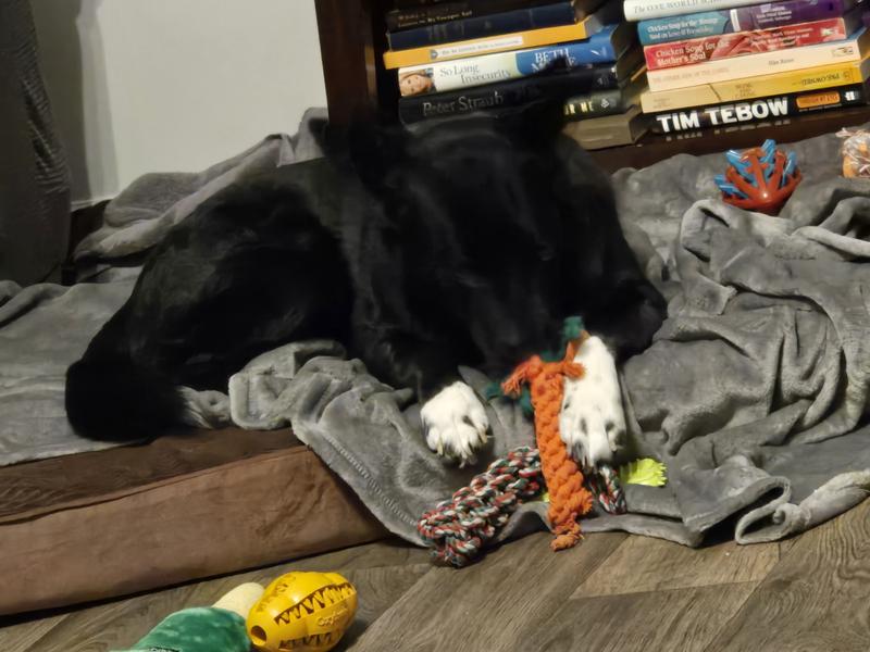 Happy healthy dog. Trio Simparica is worth the peace of mind.