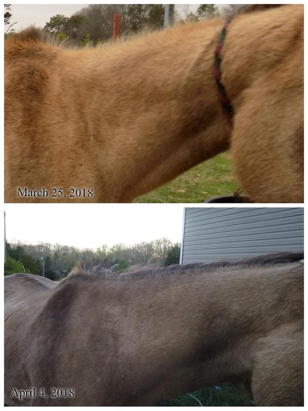 an 8! day difference in her neck! (her topline is also doing much better!)