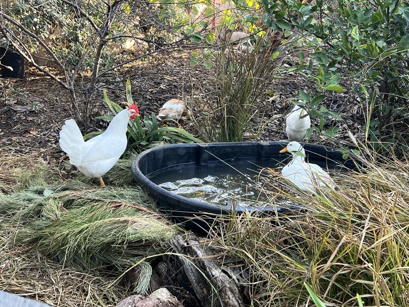 Everyone loves the new pond