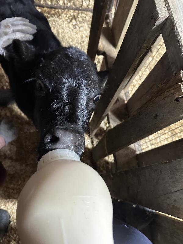 Happy cow