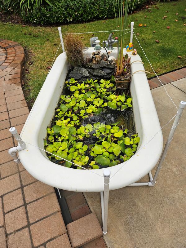 Bathtub water garden