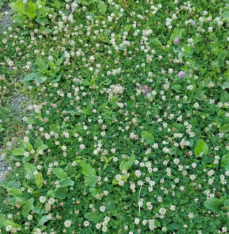 No grass just white clover and no 4leaf clovers er