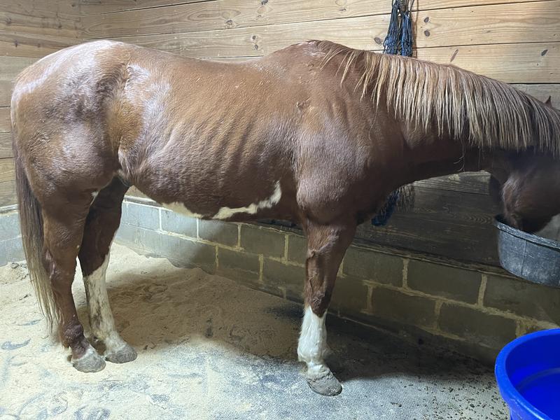 Shock of life when this horse arrived as not what he was supposed to look like. The prior people were not feeding him what he needed at all. Put on product immediately.