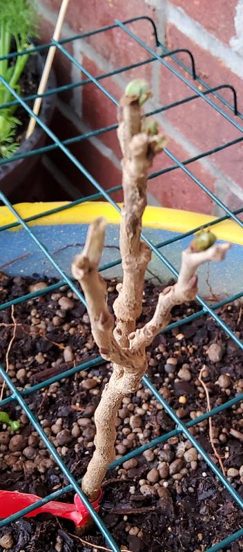 You can see the new green growth.