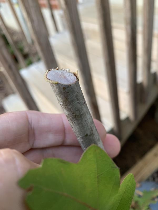 Cut in half
