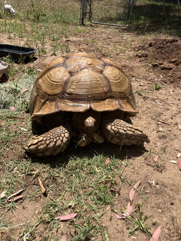 Happy tortoise