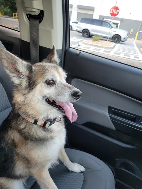 My healthy dog.