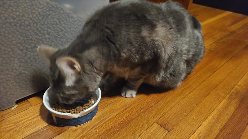 Meowcifer enjoying his food