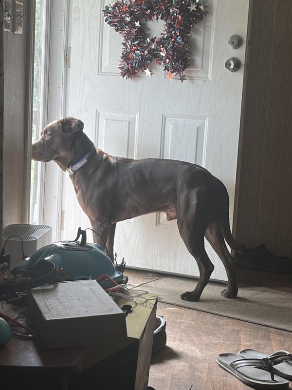 ボウまま　 CANIN 93-97 Ninja ZX1100 ZX11 ZX 1100 D Stage 3 Jet Kit keihin