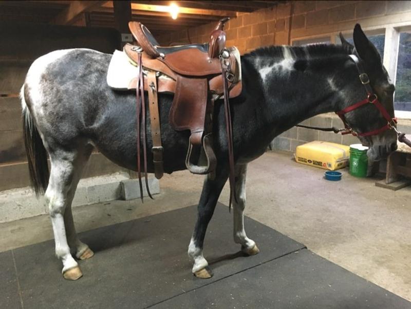 From brown fields of Idaho to lush green pastures of PA.