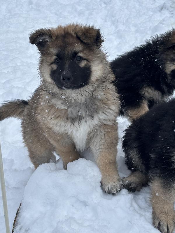 Big healthy pups!