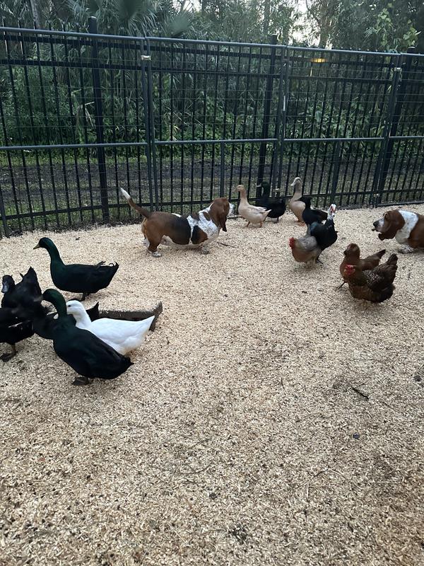 Happy Birds and Basset hounds hanging out together:)