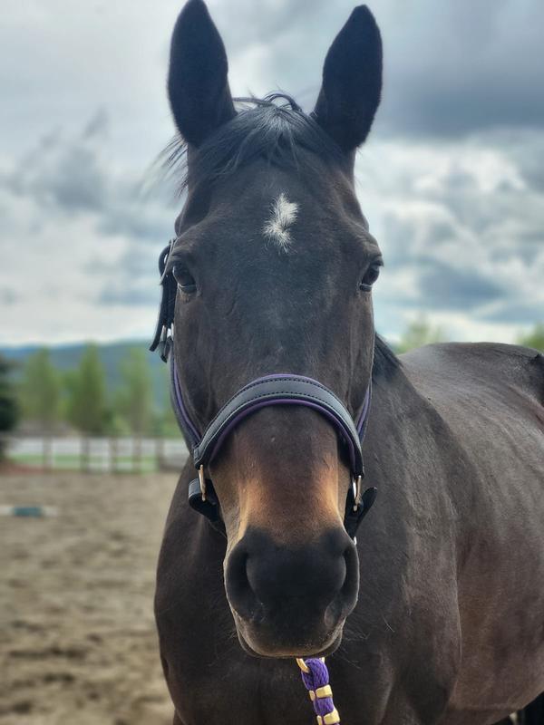 15yr old competitive Mare on Sho-Flex