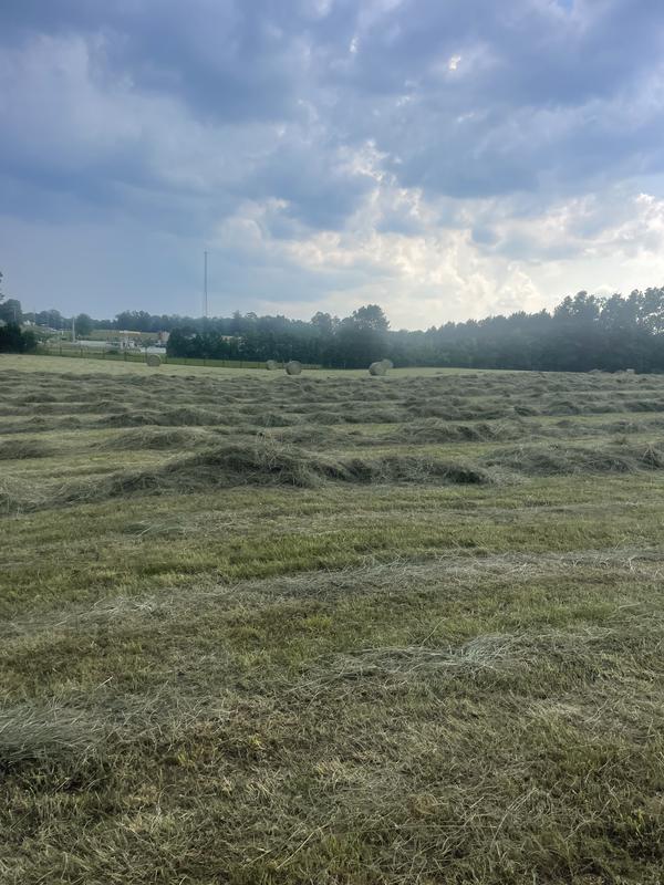 Fresh raked hay