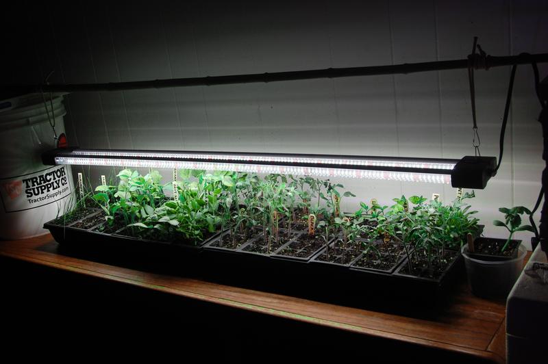 4 foot Boost-Gro LED Light with seedling plants rowing under it