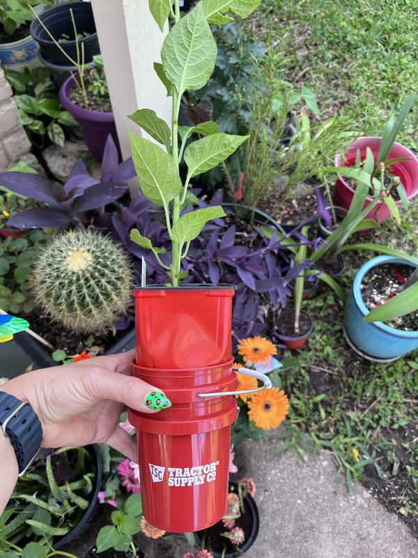 I'm going to use my little bucket as a planter.