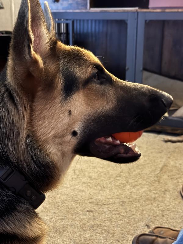 Ruger and his ChuckIt ball.