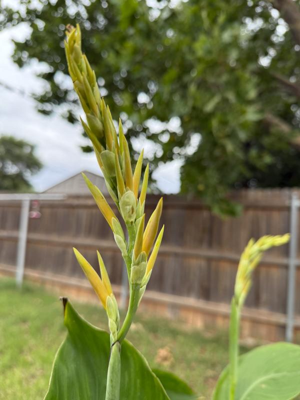 likely yellow blooms