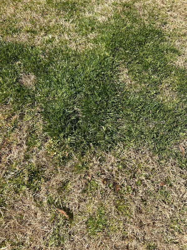 Before picture (poa Anna) 2/25