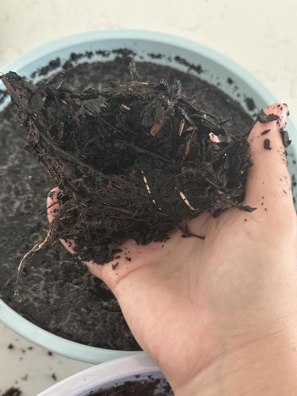 Single wad of roots?