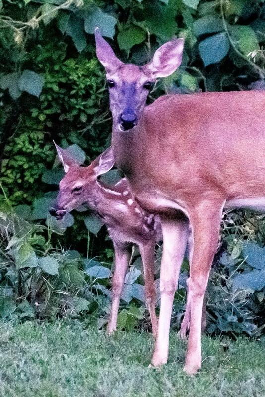 Hungry does love apple flavored deer corn