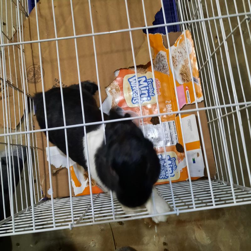 See she is sticking her head right put of cage.