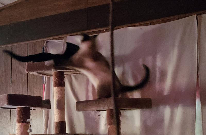 Happy cats