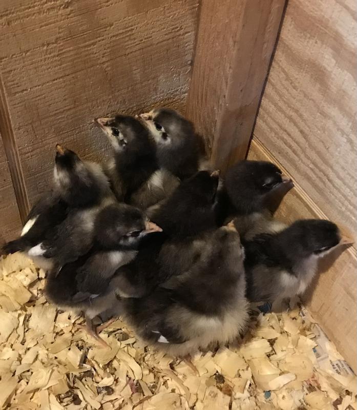 Chicks in their new home