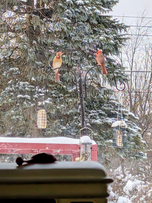A couple of my feather friends and the squirrel