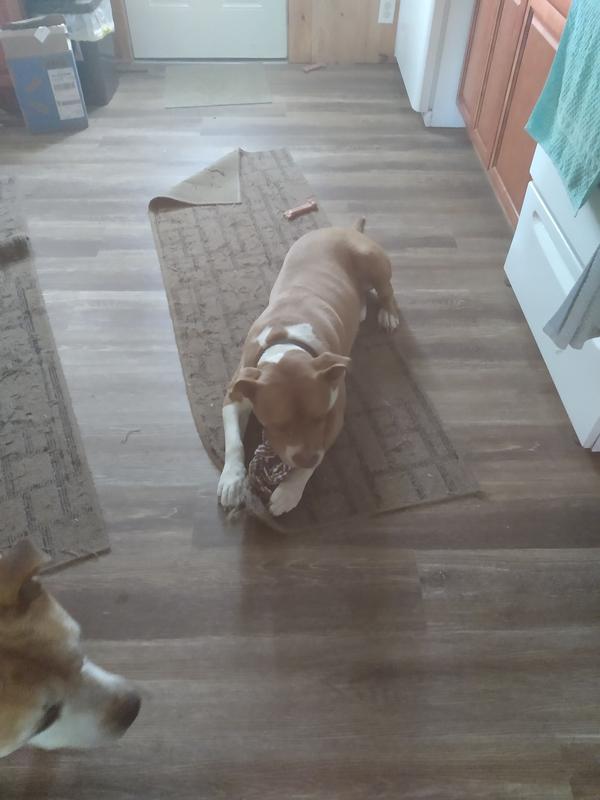 Champ chewing a Retriever Biscuit