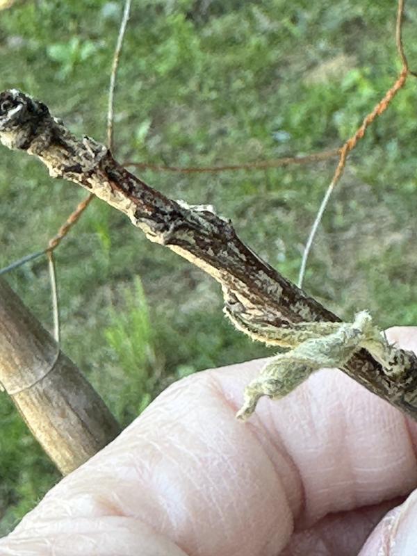 Degroot honeycrisp tree planted 03/25