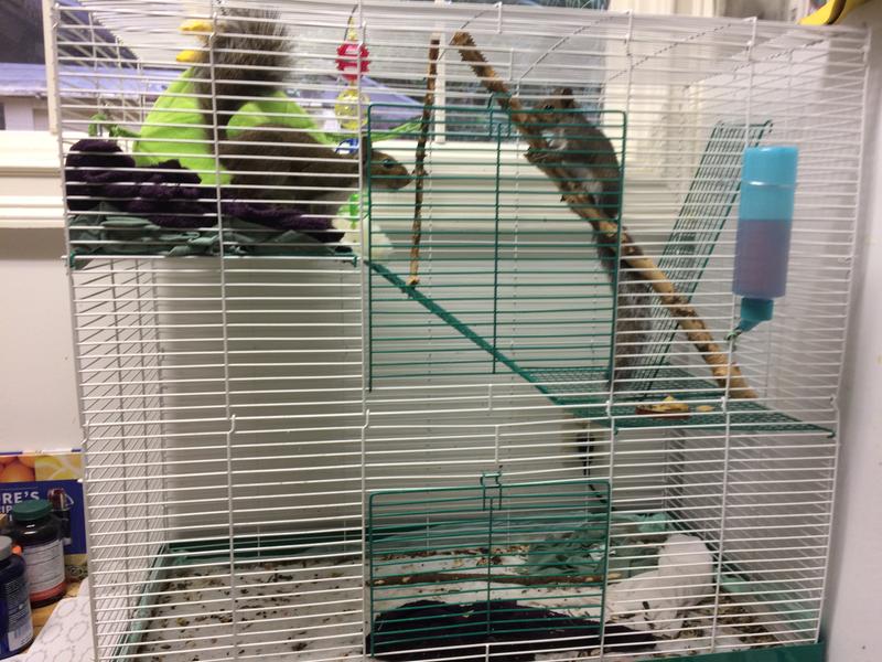 Three level cage