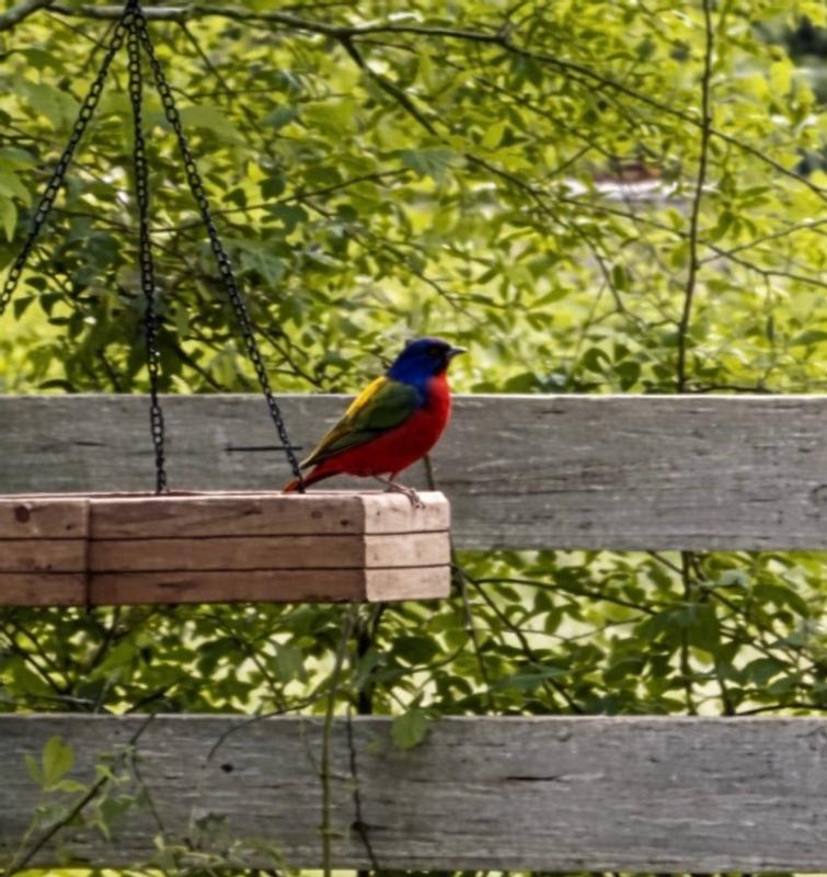Small sample of our daily visitors that love the Royal wing bird seed