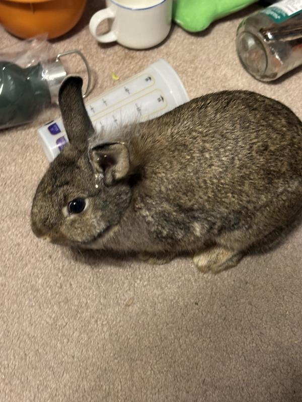 My sweet girl Harley