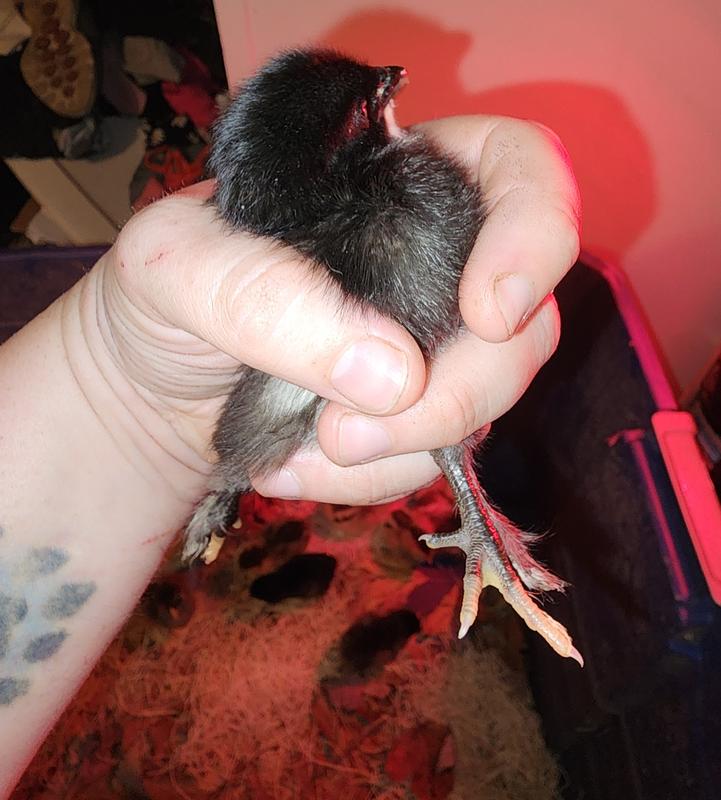 Really healthy babies!