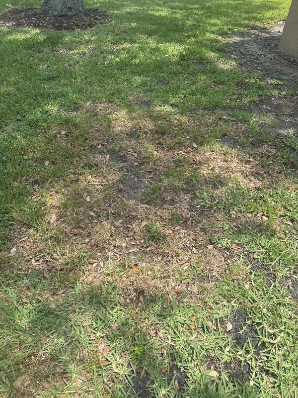 No Bahia germination