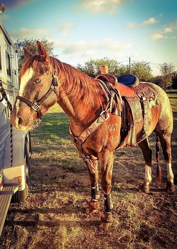 My head horse Franklin