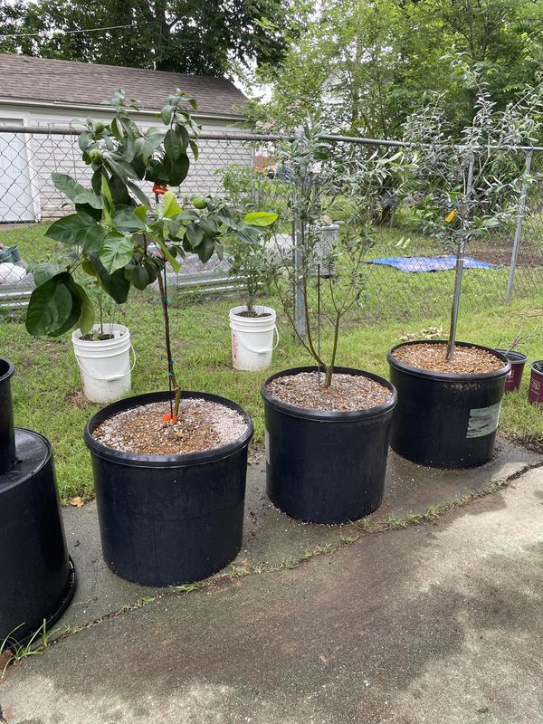 Two olive trees and one lemon tree. Still have two avacado and one lime tree to repot.
