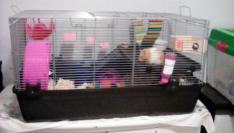 Prevue 528 hamster clearance cage