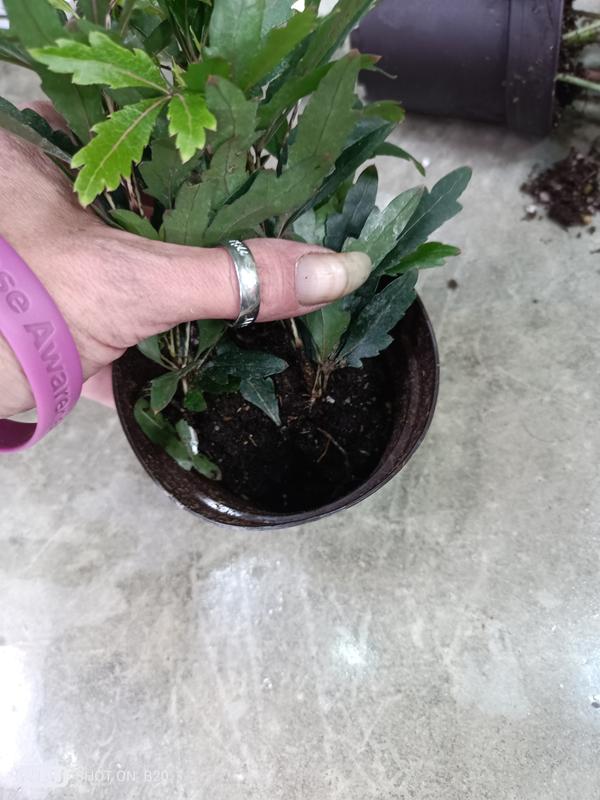 Almost all soil gone