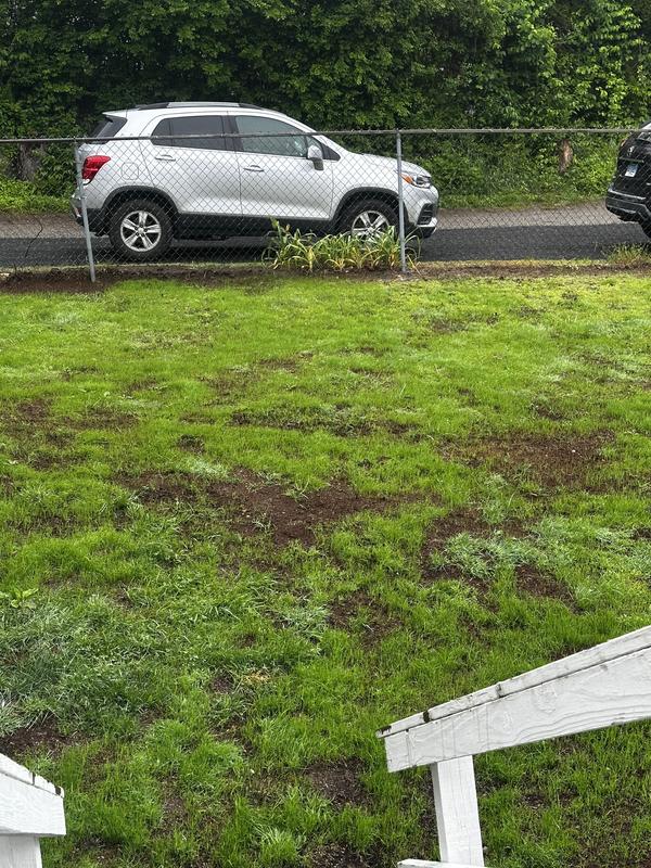 Black gold peat moss
