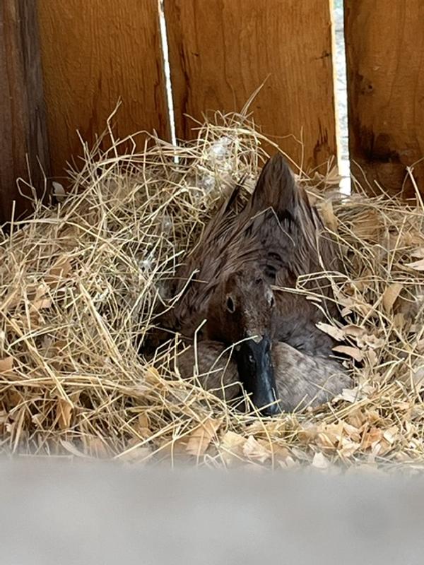 Chicken nests and nesting duck